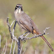 California Thrasher